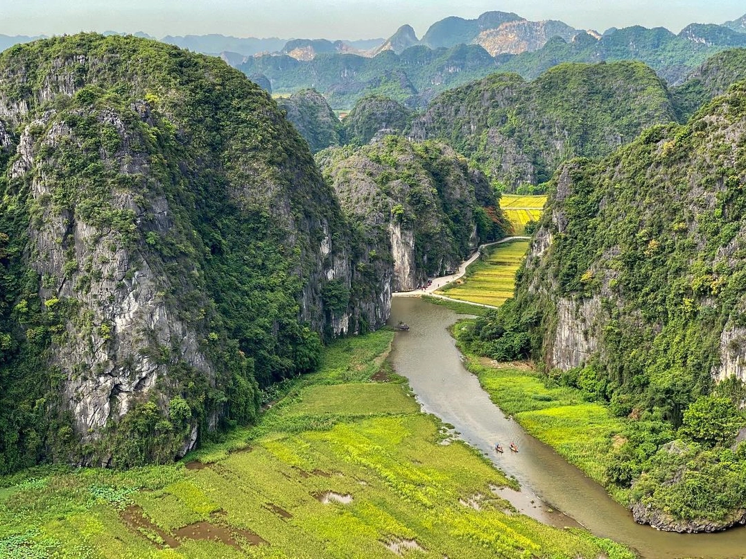 Cánh đồng lúa vàng rực tại Tam Cốc - Bích Động