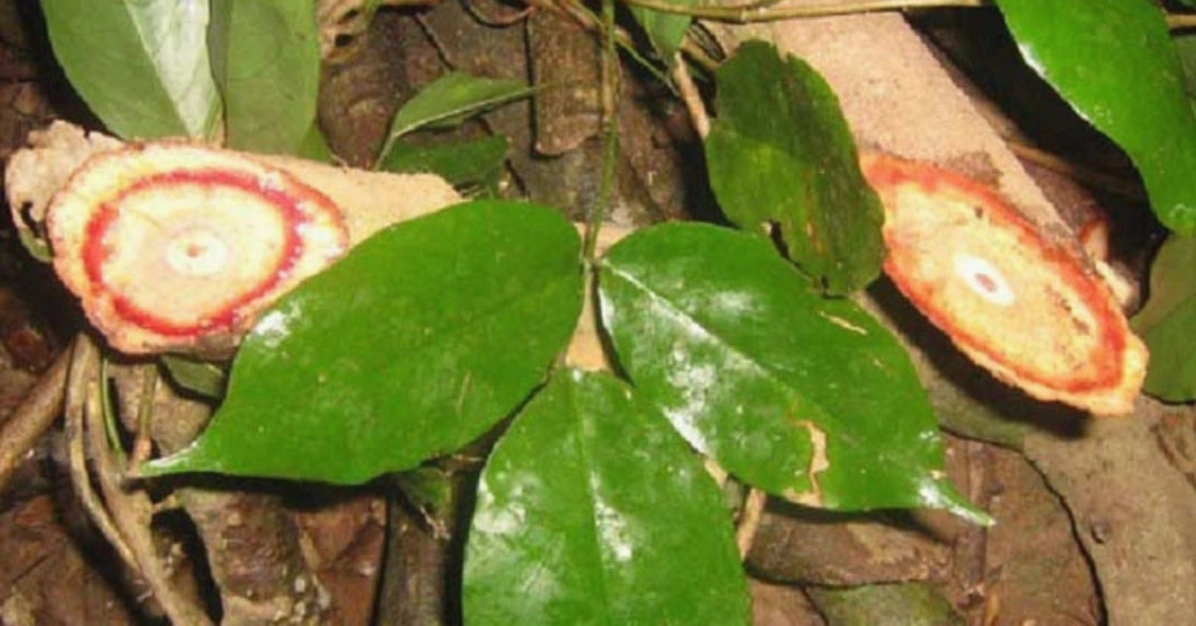 Chế độ dinh dưỡng cân bằng và lành mạnh