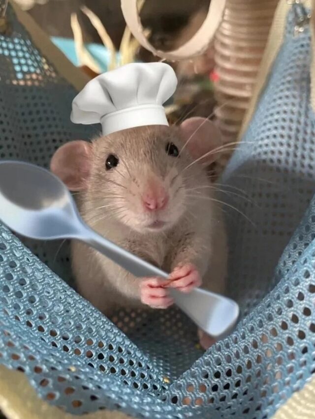 Hình ảnh chuột hamster hài hước với loạt biểu cảm cực lầy lội