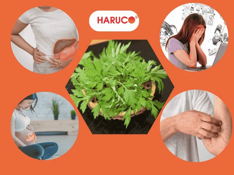 Danh sách những đối tượng không nên sử dụng ngải cứu