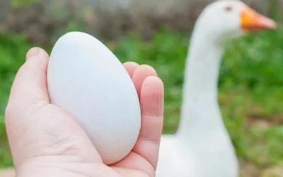 Đến ngày nên ăn gì để giảm đau bụng và cơ thể luôn tràn đầy năng lượng?