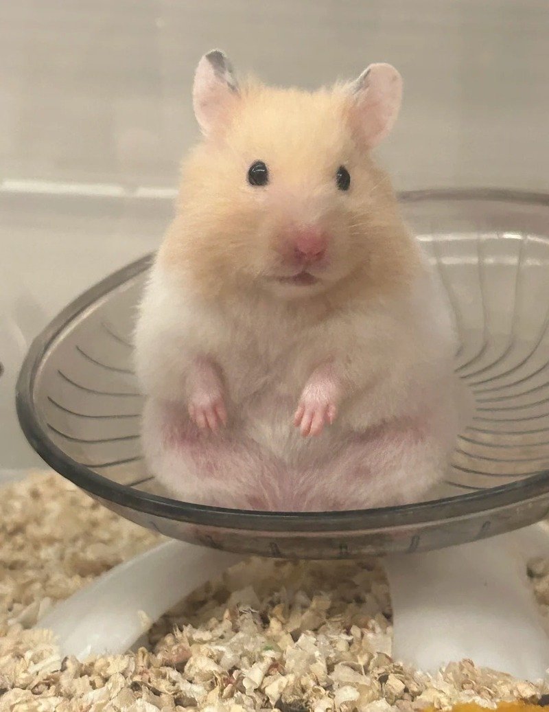 hình ảnh chuột hamster hài hước 1