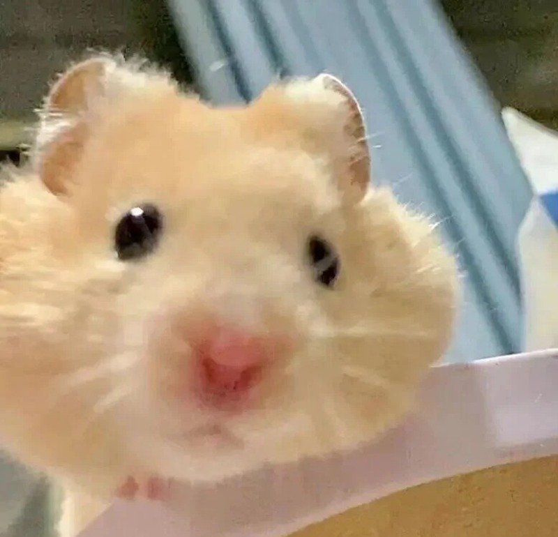 hình ảnh chuột hamster hài hước 10