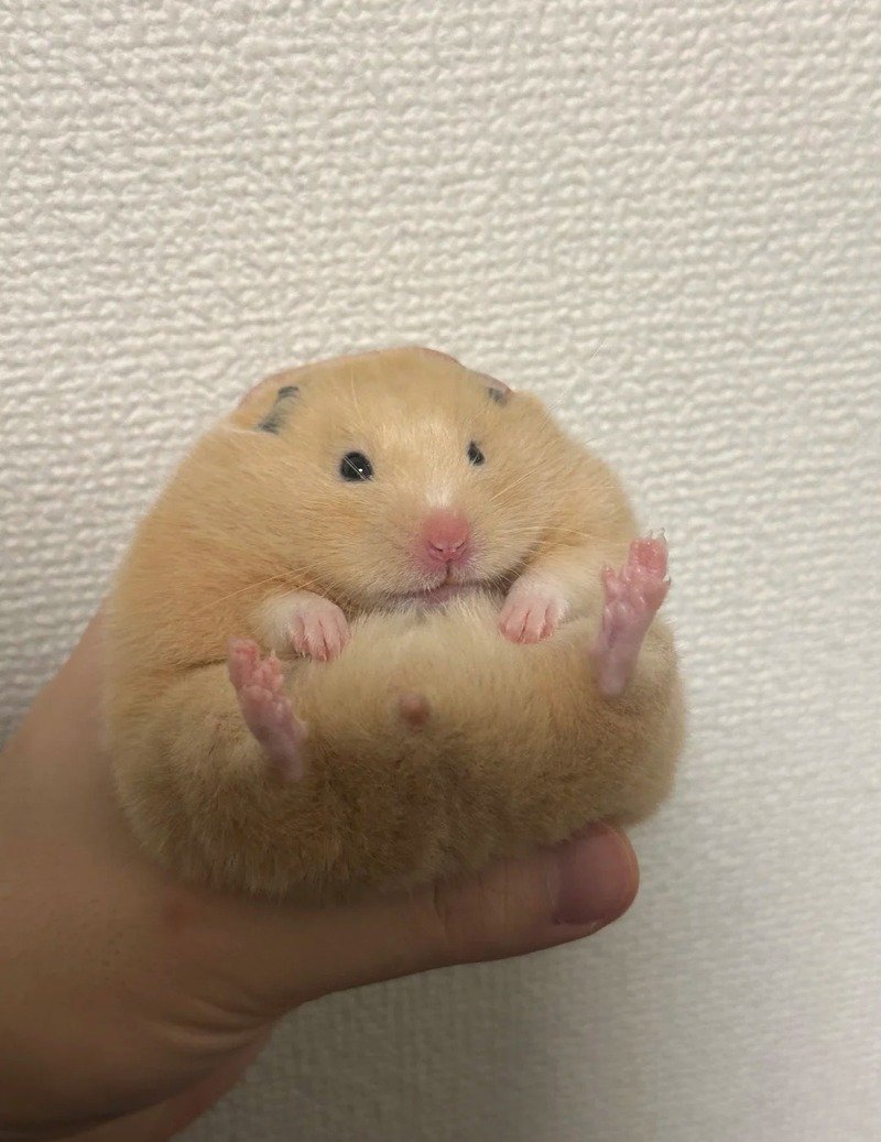 hình ảnh chuột hamster hài hước 11