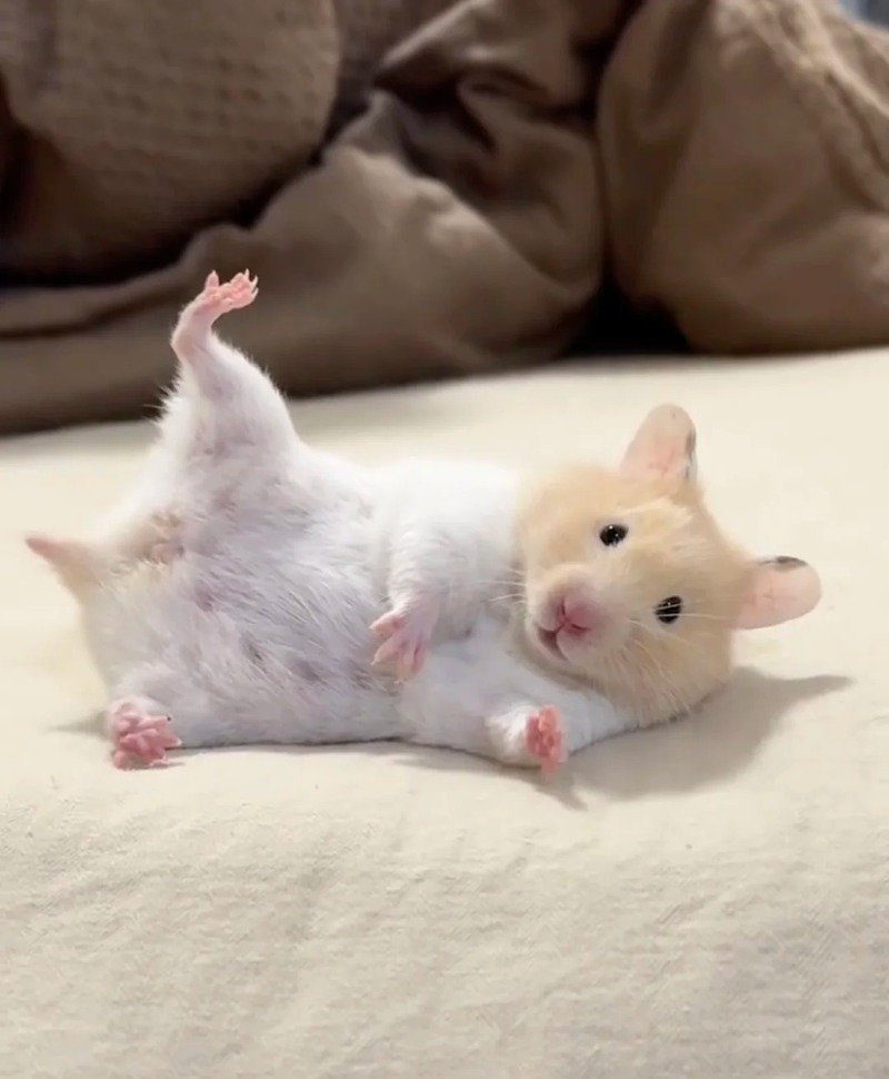 hình ảnh chuột hamster hài hước 13