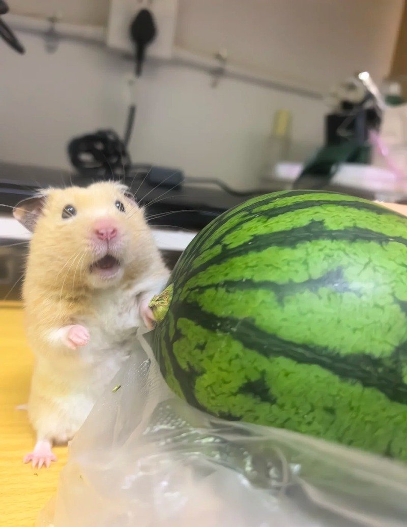 hình ảnh chuột hamster hài hước 16