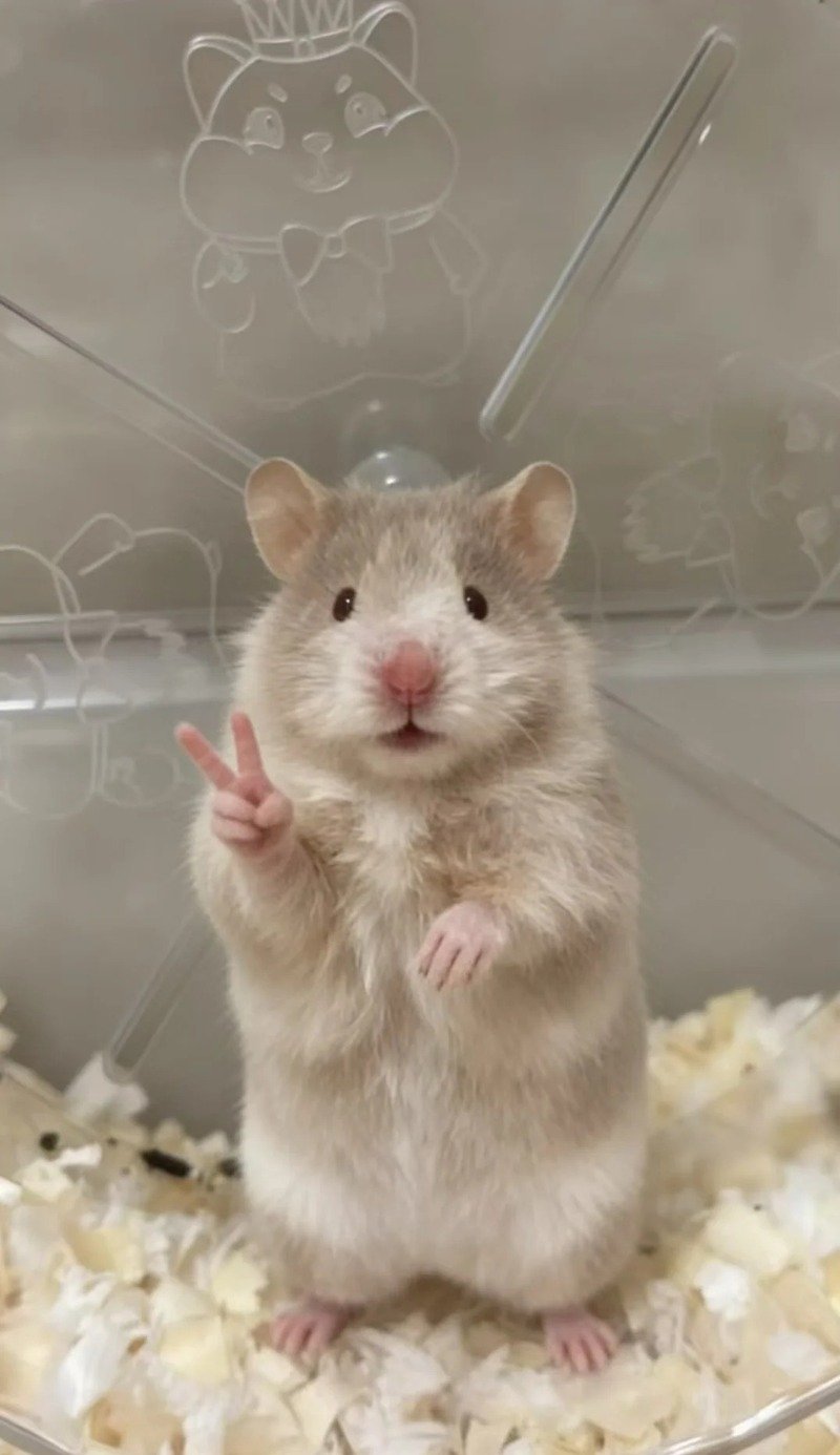 hình ảnh chuột hamster hài hước 18