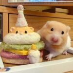 334+ Bộ sưu tập hình ảnh chuột hamster hài hước cực vui nhộn