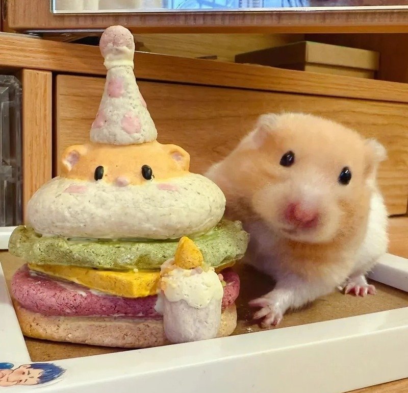 334+ Bộ sưu tập hình ảnh chuột hamster hài hước cực vui nhộn