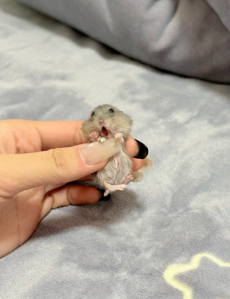 hình ảnh chuột hamster hài hước 2