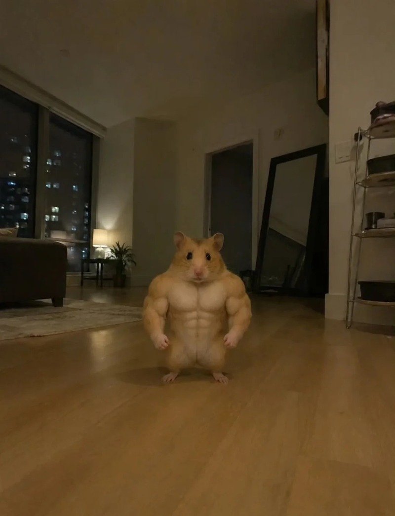 hình ảnh chuột hamster hài hước 20