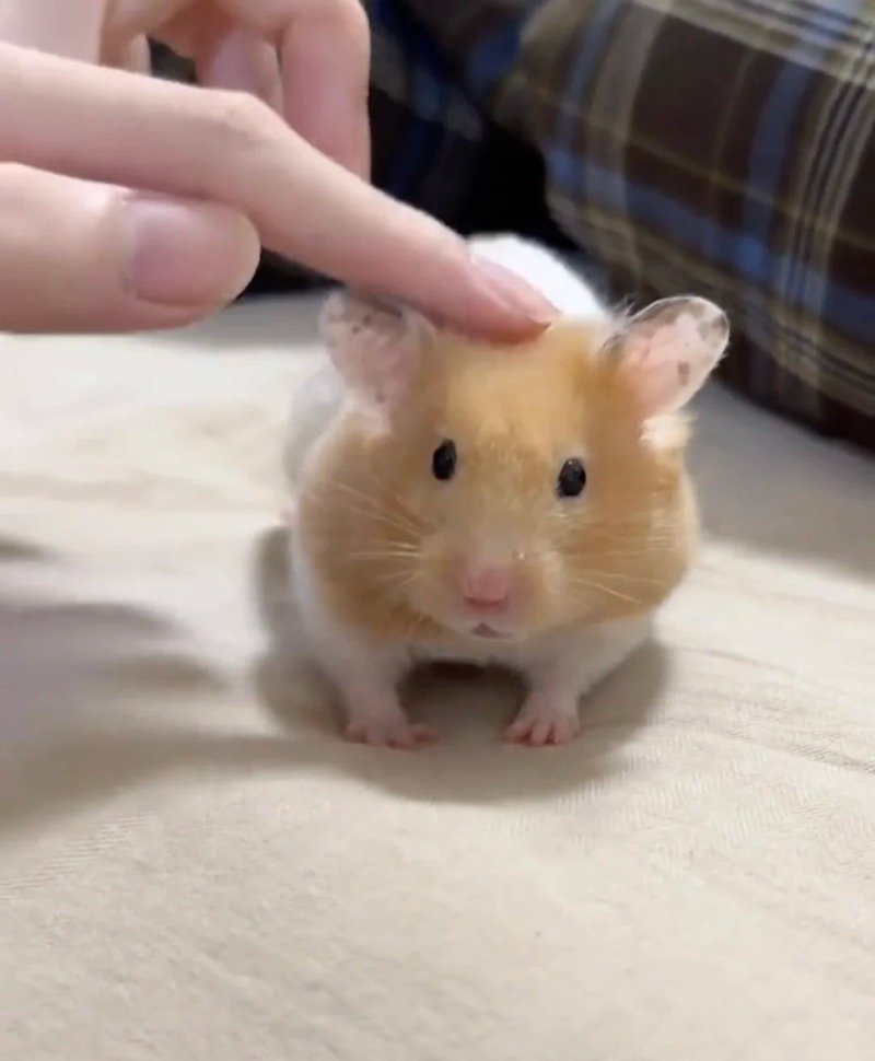 hình ảnh chuột hamster hài hước 23
