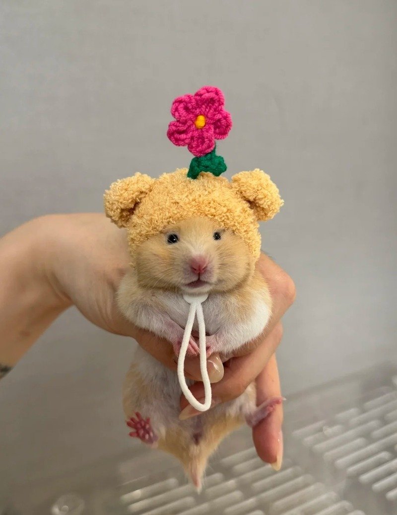 hình ảnh chuột hamster hài hước 27