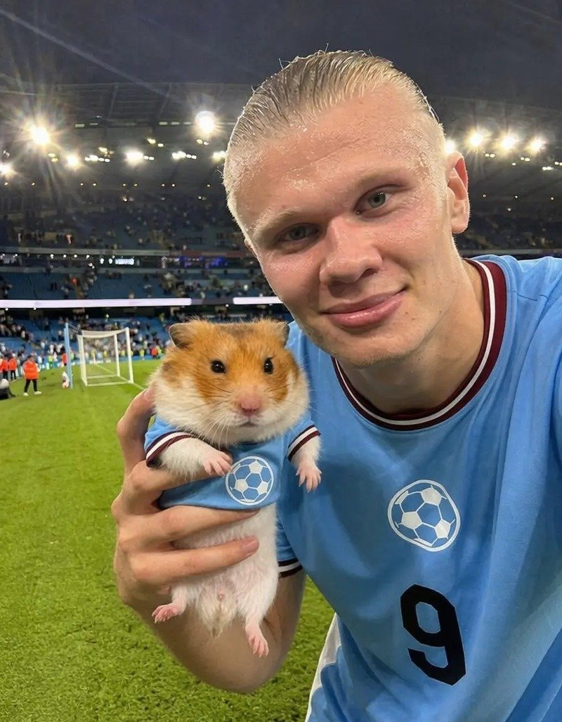 hình ảnh chuột hamster hài hước 3