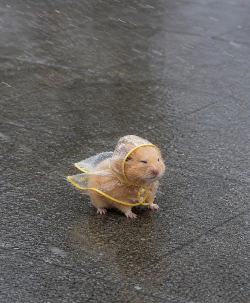 hình ảnh chuột hamster hài hước 31