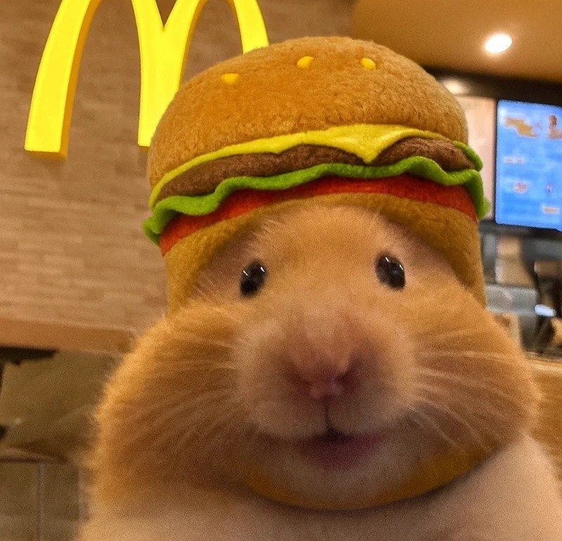 hình ảnh chuột hamster hài hước 34
