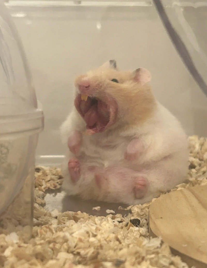 hình ảnh chuột hamster hài hước 5