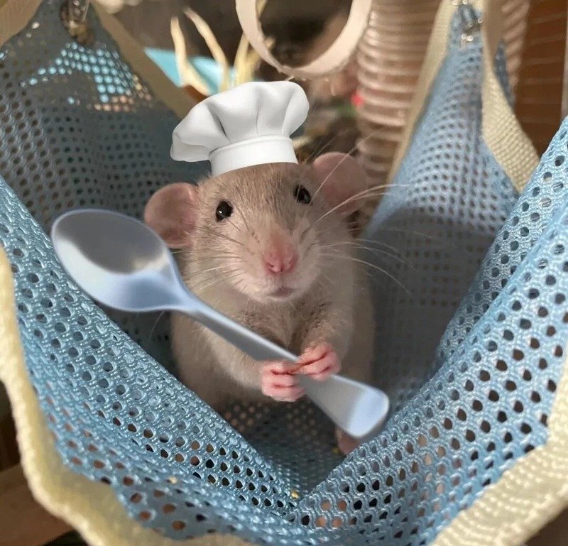 hình ảnh chuột hamster hài hước 9