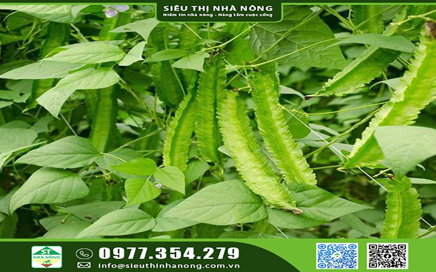 Hình ảnh quả đậu rồng tươi ngon