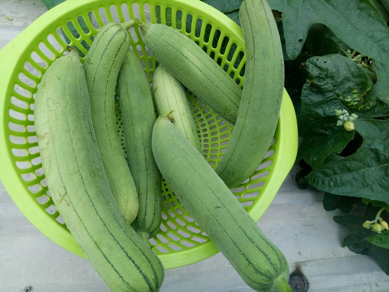 Mướp hương kỵ với những loại thực phẩm nào?