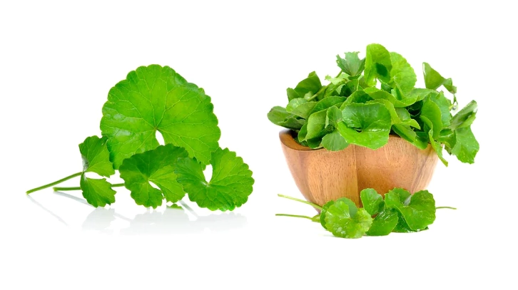 Những ai không nên ăn nhiều rau má?