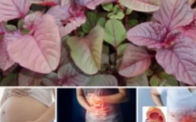 Những ai không nên ăn rau dền? Cảnh báo đại kỵ cần biết ngay