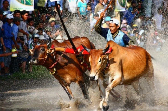 Những chú bò chuẩn bị cho cuộc đua
