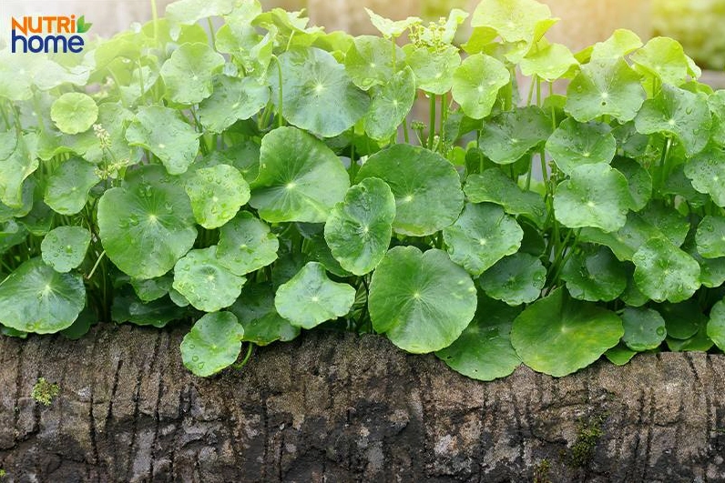 những loại rau bà bầu không nên ăn, rau má