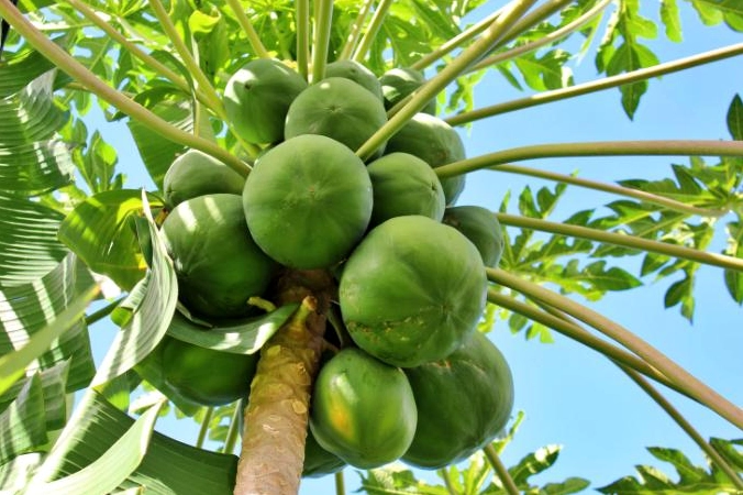 Những loại trái cây gây sảy thai