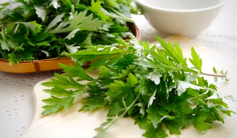 Tác dụng của ngải cứu trong y học cổ truyền