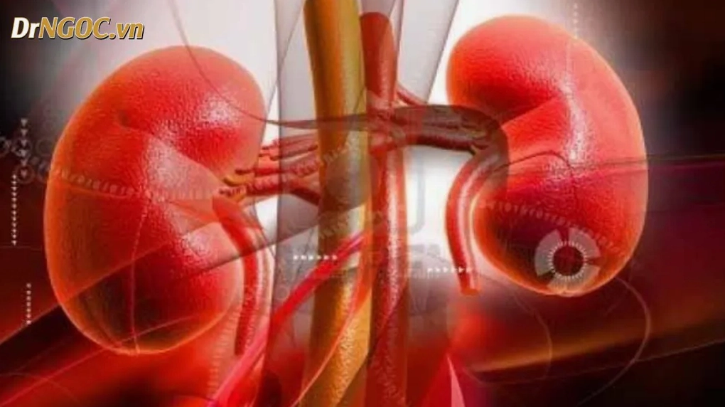 Tầm Quan Trọng của Thận Trong Cơ Thể