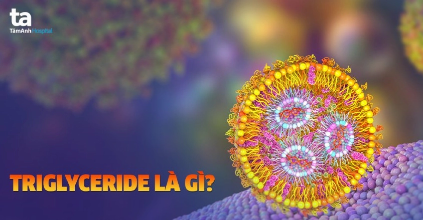 Triglyceride là gì? Vai trò và tại sao lại quan trọng với cơ thể?