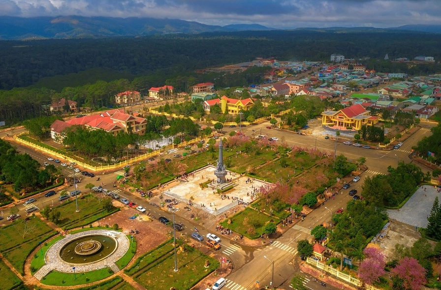 Vườn măng đen xanh tốt