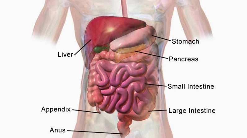 Chăm sóc tỳ vị đúng cách