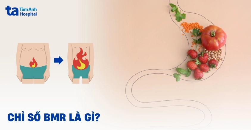 Chỉ số BMR là gì? Cách tính BMR cơ thể cần chuẩn xác cho nam và nữ
