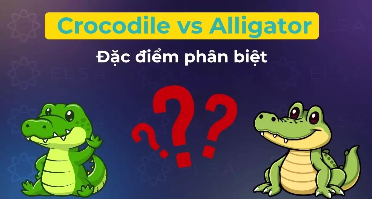 Crocodile vs Alligator: 12+ điểm phân biệt dễ nhận biết nhất