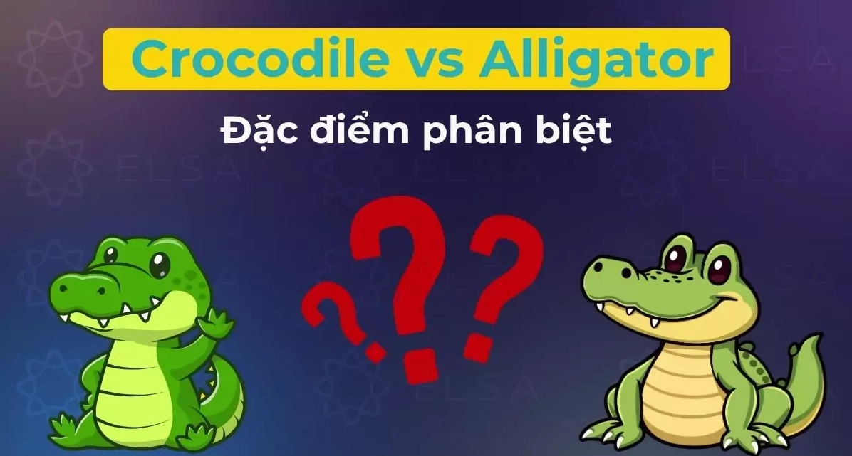 Crocodile vs Alligator: 12+ điểm phân biệt dễ nhận biết nhất