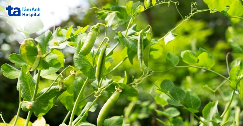 Đậu rất tốt cho quá trình lành vết thương
