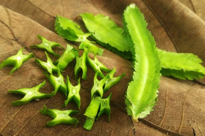 Đậu rồng: 13 lợi ích và những ai không nên ăn