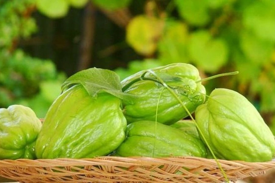 Giá trị dinh dưỡng của su su.