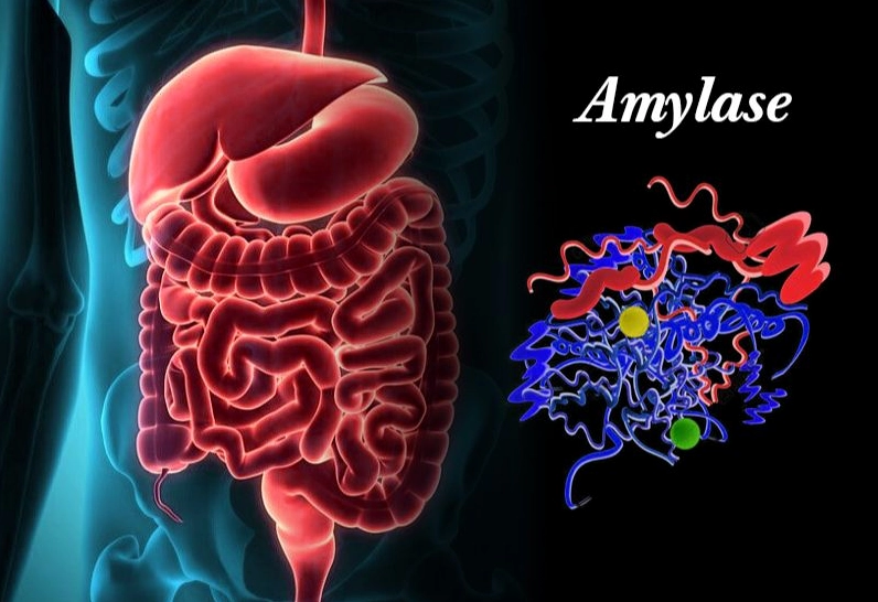 Men tiêu hóa là các enzyme giúp phân giải thức ăn