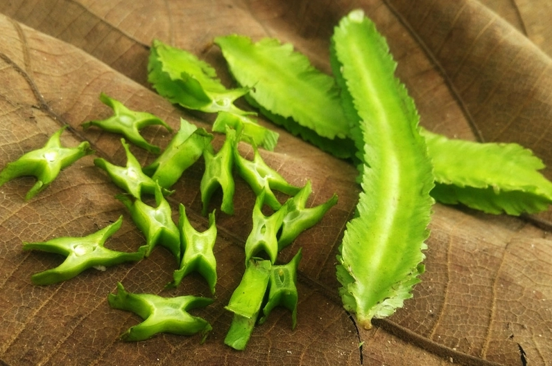 Những ai không nên ăn đậu rồng? Có nên ăn đậu rồng sống không? 1