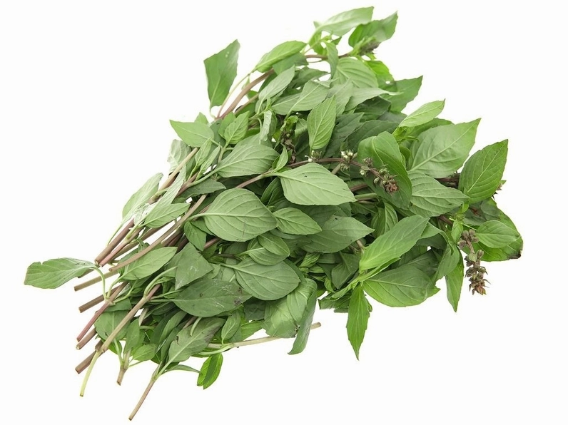 Rau húng quế có nhiều lợi ích nhưng không phải ai cũng có thể ăn