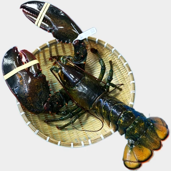 Tôm hùm Alaska